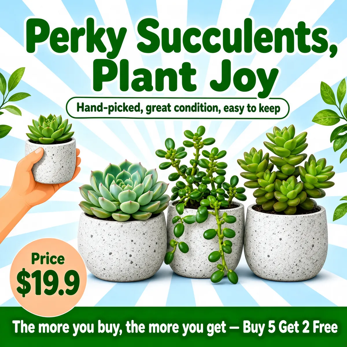 Perky Succulents, Easy Care Plants with Buy 5 Get 2 Free Promo