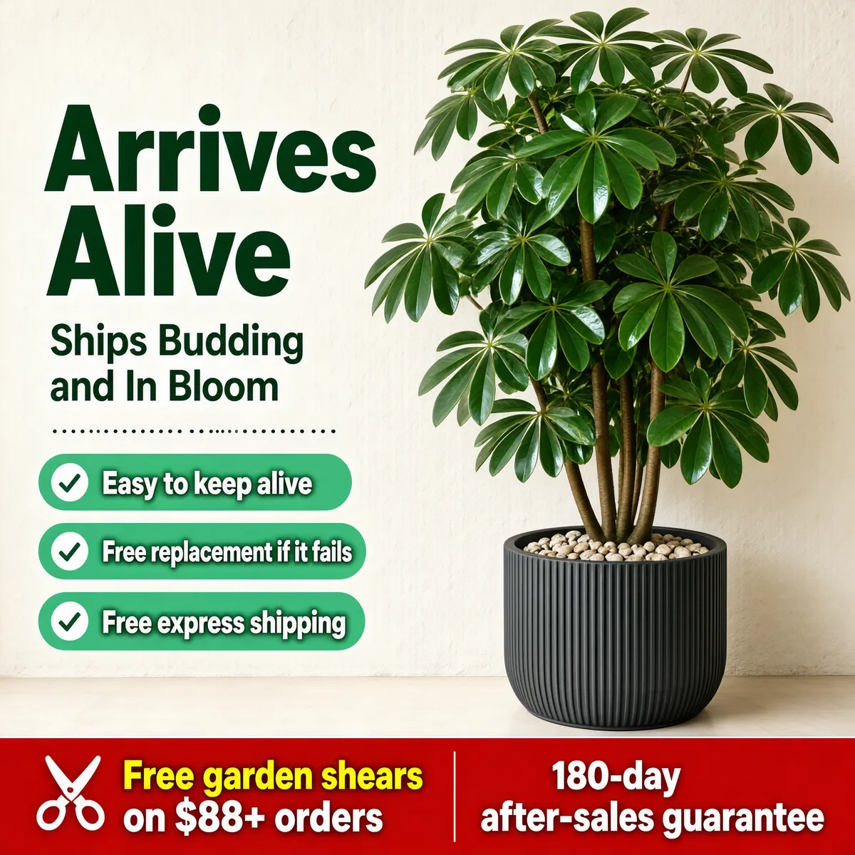 Arrives Alive Potted Plant Guarantee