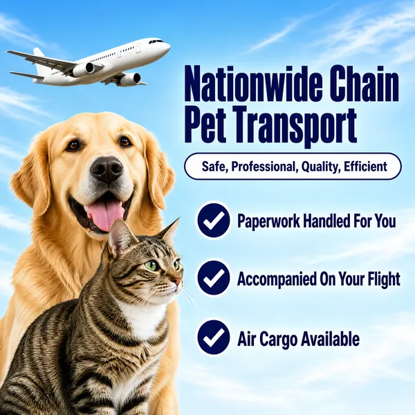 [Format]
Professional e-commerce product main image, square 1:1, bright pet-logistics service style with an open sky, crisp navy type and heartwarming animal cut-outs.

[Colors]
Soft blue sky gradient (#bfe0f2 to #e8f4fb) with wispy clouds; deep navy-blue display type (#1f3a93); white pills and checkmarks; a white airliner crossing the top. No frame border.

[Layout]
A white passenger jet flies across the upper-left corner; the two-line headline sits top-right with a white outlined pill beneath it; the lower-left half is filled by a dog-and-cat portrait; three checkmark rows run down the right side.

[Subject]
Lower left: a smiling golden dog photographed head-up with an open mouth, and a tabby cat sitting close in front of it looking sideways; both are crisp photo cut-outs against the sky. No people.

[Headline]
Top-right, two stacked lines of heavy navy condensed caps: "Nationwide Chain" and "Pet Transport"; below, a white pill with navy text "Safe, Professional, Quality, Efficient"; then three navy checkmark rows: "Paperwork Handled For You", "Accompanied On Your Flight", "Air Cargo Available".

[Mood]
Trustworthy, airy and service-minded; open sky blue with confident navy type and adorable pet photography.