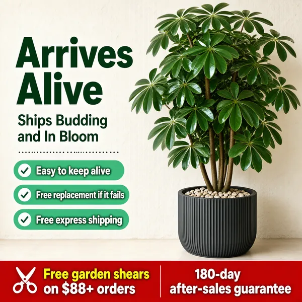 [Format]
Professional e-commerce plant-store main image, square 1:1, clean home-decor photography with a guarantee-driven layout.

[Colors]
Warm off-white plaster wall background (#f2efe9), deep green display type, mint-green pill badges, a red service banner along the bottom; lush green foliage provides the dominant color. No frame border.

[Layout]
The left column carries the headline and three green check pills; the potted plant fills the right half from top to bottom; a red strip with an icon runs along the very bottom edge.

[Subject]
No people. A tall umbrella plant (schefflera) with dense glossy clusters of green leaflets, planted in a round charcoal-grey ribbed planter topped with pebbles, standing on a pale floor against the plain wall; soft natural window light.

[Headline]
Top left in heavy deep-green display type: "Arrives Alive"; below it, "Ships Budding and In Bloom" in medium green; beneath, a dotted rule and three rounded green pills with white check marks: "Easy to keep alive", "Free replacement if it fails", "Free express shipping".

[Badges]
Bottom red banner with a white scissors icon: "Free garden shears on $88+ orders" in yellow and white, beside "180-day after-sales guarantee" in white.

[Mood]
Fresh, dependable and homey; botanical green against warm neutral plaster with bold, confident service promises.