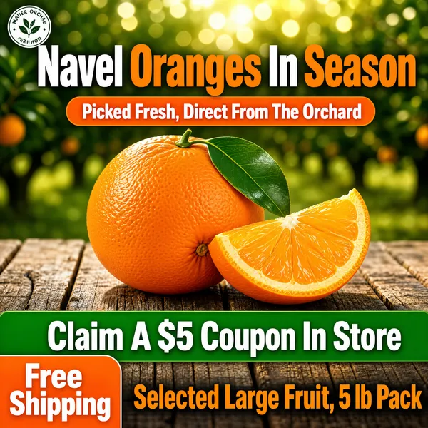 Fresh Navel Oranges Harvest Display